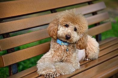 国产像素AVG《长安夜明》今日发售 首发即打折